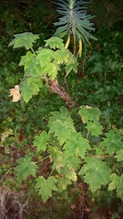 Pelargonium hispidum