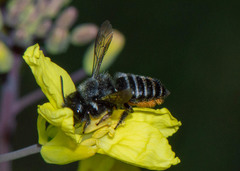 Megachile