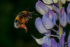 Bombus terrestris