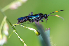 Ichneumonidae