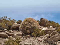 Maihueniopsis camachoi