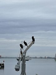 Phalacrocorax sulcirostris