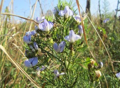 Psoralea glabra