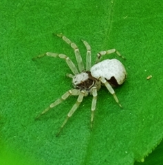 Philodromus marxi