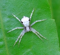 Philodromus marxi