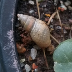 Bulimulus tenuissimus