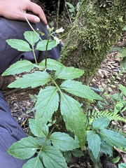Cardamine ovata