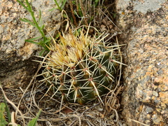 Parodia mammulosa