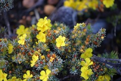 Hibbertia hemignosta