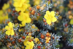 Hibbertia hemignosta