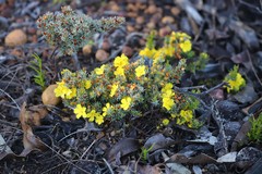 Hibbertia hemignosta