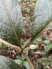Solanaceae