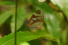 Oleria rubescens