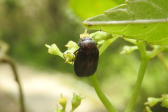 Apogonia cribricollis