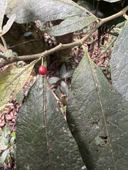Solanaceae