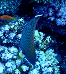 Pseudodax moluccanus