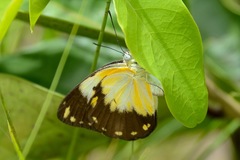 Belenois creona