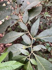 Solanaceae