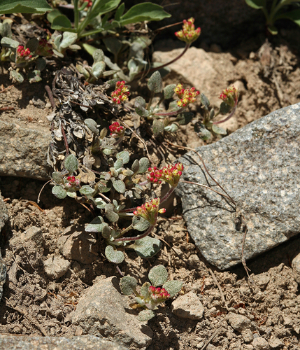 marumleaf buckwheat (Eriogonum marifolium)