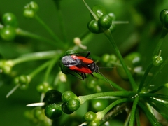 Dionconotus confluens