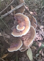 Ganoderma orbiforme