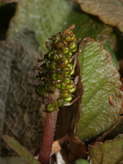 Gunnera prorepens