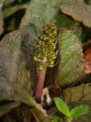 Gunnera prorepens
