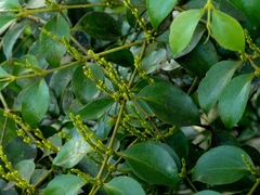 Phoradendron chrysocladon