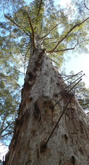 Eucalyptus diversicolor