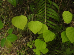 Pericampylus glaucus