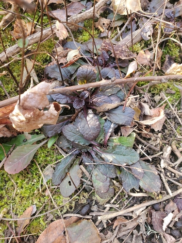 Ajuga reptans