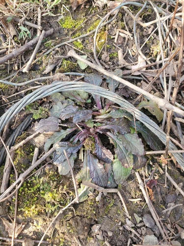 Ajuga reptans