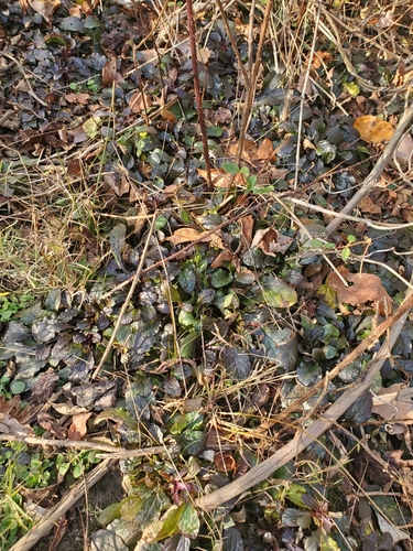Ajuga reptans