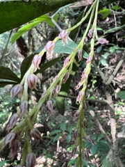 Stelis pittieri