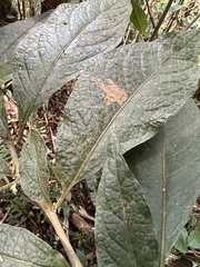 Solanaceae