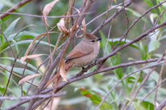 Leptasthenura fuliginiceps