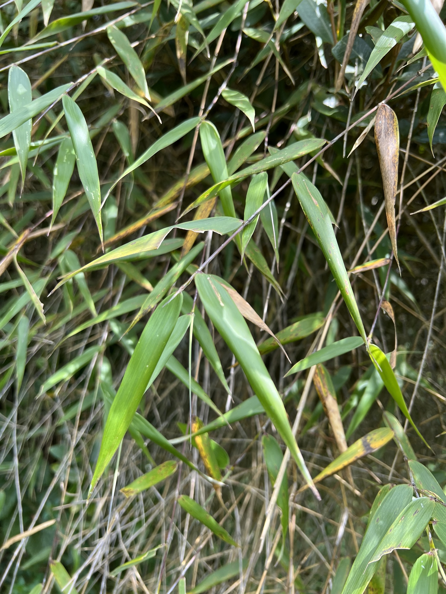 Aulonemia trianae