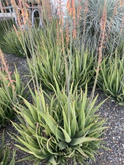 Aloe maculata
