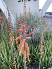 Aloe maculata