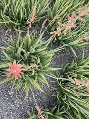 Aloe maculata