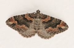 Catarhoe hortulanaria