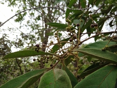 Myrcia tomentosa