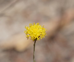 Leptorhynchos nitidulus