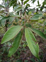 Myrcia tomentosa