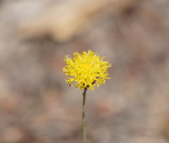 Leptorhynchos nitidulus
