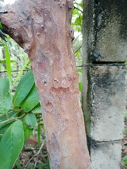 Myrcia tomentosa