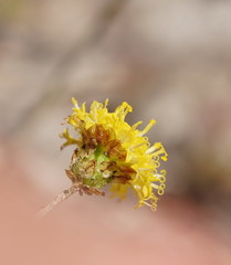 Leptorhynchos nitidulus