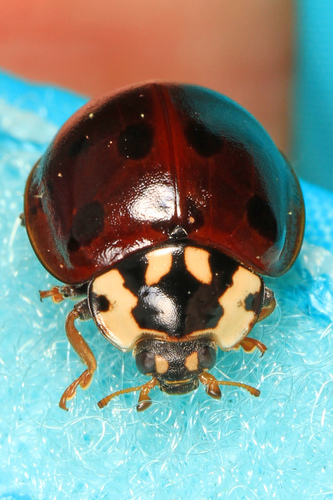 Fifteen-spotted Lady Beetle photo 4