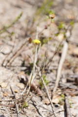 Leptorhynchos nitidulus