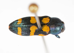 Castiarina bicolor